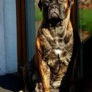 Moonraker Manuela OYOBull FCI 