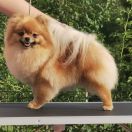 BUBBLEGUM PRINCESS the Scarlet Hill