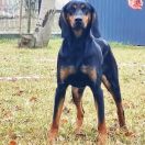 Hexa Sfora Alicji FCI