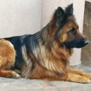 AIDA Owczarnia Moniki