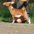 Una z Klanu Łobuzów FCI