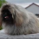 NOVELLA ROMAN S NADEZHDOY