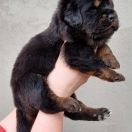 INCREDIBLE MR. Arhat