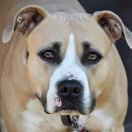 IMAGINE Diamond Staff