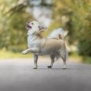 POPPY MUFFIN Chibianco 