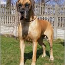 FINLANDIA Jantarowa Saga 