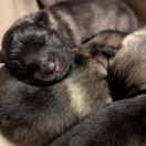 Moana Shaggy Fluff FCI