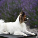 Hera Brave Queen Millaletti (FCI)