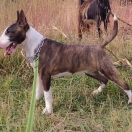 ANGUA DELPHINE EMBRACE OF LOVE