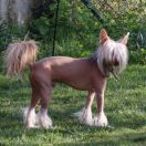 Muso Grazioso Edgar King of Life 