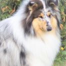 Barca van het Melkmeisje