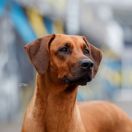 C.I.B Candidate, MultiChampion, LORNA FIRST OF THIS NAME FOR Ginger Ri