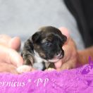 Cupernicus in Terra Civis 