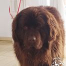 VINONA Cygańskie Niedźwiadki (FCI)