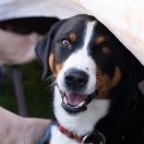 Kina Brwileński Las