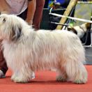 Mł.Ch.PL, Ch.PL JAGIELLONKA Prolog Poland FCI