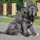 FABIO DEL' BOSCO FOLTO