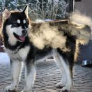 BARIBAL BEAR Lord of Alaska