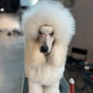 Chicavallo Elite Electra