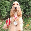 Falco z Chalupecke louky