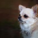 FANTASTYCZNY COCO CHI Z KLANU WYDRY