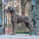 FANTASY Margarejro FCI