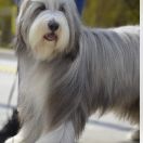 Farmarens Highland Fling