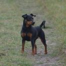 Fay z Klanu Łobuzów FCI