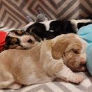 Daruś Kto Dogoni Psa