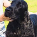 Silvery- Snowball Haribo Of Angels