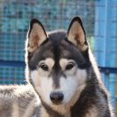 Winter Melody Pretty In Pink