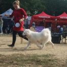 Boginya Wild West Gang