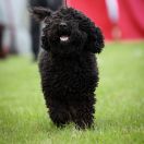 ADORABLE Curly Best Friend (FCI)