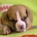 Female 2 Dolcze Gabara