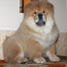 MARCEL MISHKI TOPTISHKI