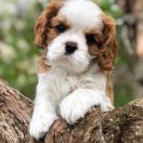 WANNA HAVE IT OF AN EXCELLENT CHOICE