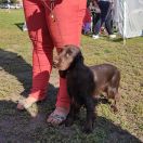 HOUP BREED NESTY DREAM CHOCO-CO