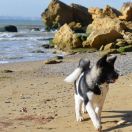 Черноморская скала Граф