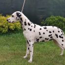 BELLA z Łaciatej Krainy