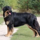 Enormous Over the Moon