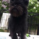 Mł.Ch.Pl CREA DIEM ALICE 