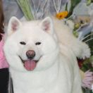 TAMAE GO SAKURA NO SONO