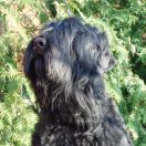 Czad Magiczna Czerń FCI