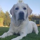 Bambi Gold Touch od Lucky Dolly 