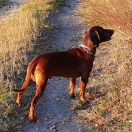 Bono z Leśnego Zamczyska