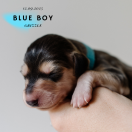 Blue Boy