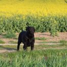 BEAUTIFUL BEJLI Dolegor