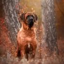 CHIZU Yokozuna Yusha