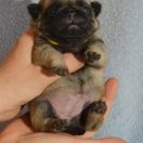 YUKIKO Czar Olbrzyma