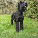  AURA BAWARSKA SFORA FCI